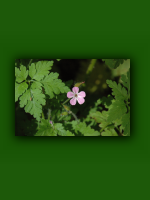 Geranium.jpg